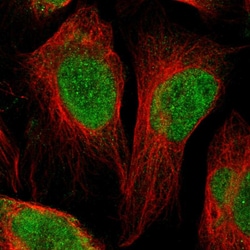 Invitrogen MRG Polyclonal Antibody 100 &mu;L; Unconjugated:Antibodies,
