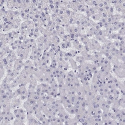 Invitrogen MRG Polyclonal Antibody 100 &mu;L; Unconjugated:Antibodies,