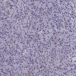 Invitrogen MRG Polyclonal Antibody 100 &mu;L; Unconjugated:Antibodies,