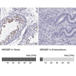 Invitrogen MRG Polyclonal Antibody 100 &mu;L; Unconjugated:Antibodies,