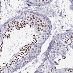 Invitrogen MRG Polyclonal Antibody 100 &mu;L; Unconjugated:Antibodies,