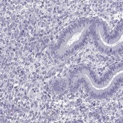 Invitrogen MRG Polyclonal Antibody 100 &mu;L; Unconjugated:Antibodies,