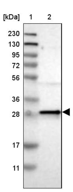 Invitrogen MRG Polyclonal Antibody 100 &mu;L | Buy Online | Invitrogen&trade; | Fisher Scientific