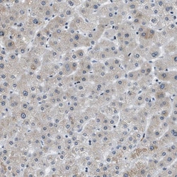 Invitrogen GATAD2B Polyclonal Antibody 100 &mu;L; Unconjugated:Antibodies,