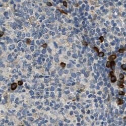 Invitrogen TRAP alpha Polyclonal Antibody 100 &mu;L; Unconjugated:Antibodies,