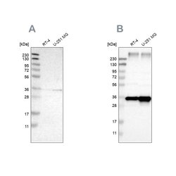 Invitrogen TRAP alpha Polyclonal Antibody 100 &mu;L; Unconjugated:Antibodies,