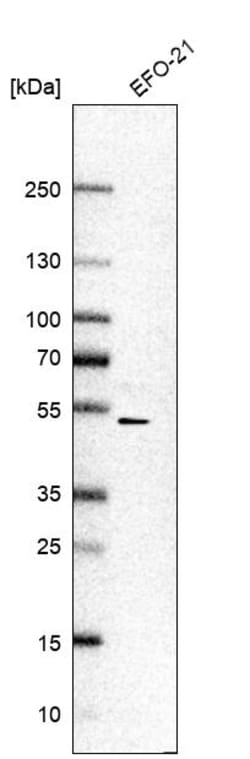 Invitrogen PRCP Polyclonal Antibody 100 &mu;L | Buy Online | Invitrogen&trade; | Fisher Scientific