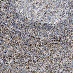 Invitrogen SQRDL Polyclonal Antibody 100 &mu;L; Unconjugated:Antibodies,