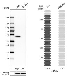 Invitrogen SQRDL Polyclonal Antibody 100 &mu;L; Unconjugated:Antibodies,