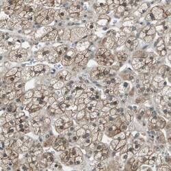 Syndecan 3 Polyclonal Antibody:Antibodies, Polyclonal