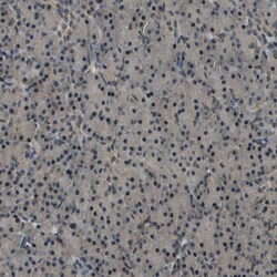 Syndecan 3 Polyclonal Antibody:Antibodies, Polyclonal