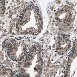Syndecan 3 Polyclonal Antibody:Antibodies, Polyclonal