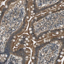 Syndecan 3 Polyclonal Antibody:Antibodies, Polyclonal