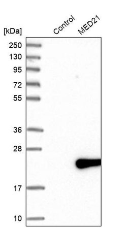 Invitrogen MED21 Polyclonal Antibody 100 &mu;L; Unconjugated:Antibodies,