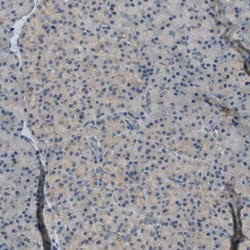 Invitrogen MAN2A2 Polyclonal Antibody 100 &mu;L; Unconjugated:Antibodies,