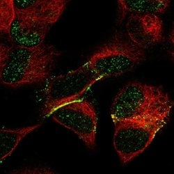 Invitrogen FRMD3 Polyclonal Antibody 100 &mu;L; Unconjugated:Antibodies,