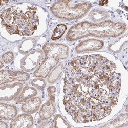 Invitrogen FRMD3 Polyclonal Antibody 100 &mu;L; Unconjugated:Antibodies,