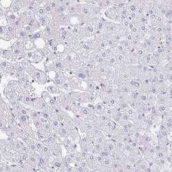 Invitrogen FRMD3 Polyclonal Antibody 100 &mu;L; Unconjugated:Antibodies,