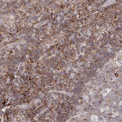 Invitrogen FRMD3 Polyclonal Antibody 100 &mu;L; Unconjugated:Antibodies,