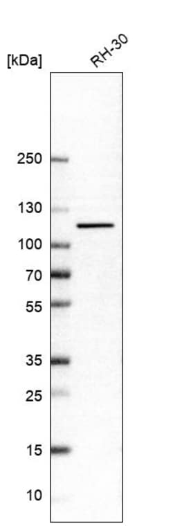 Invitrogen STRN Polyclonal Antibody 100 &mu;L; Unconjugated:Antibodies,