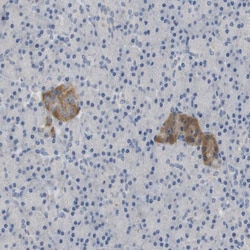 Invitrogen FNDC9 Polyclonal Antibody 100 &mu;L; Unconjugated:Antibodies,