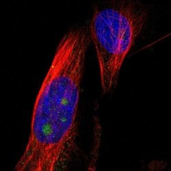 Invitrogen B3GNT5 Polyclonal Antibody 100 &mu;L; Unconjugated:Antibodies,