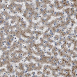 Invitrogen B3GNT5 Polyclonal Antibody 100 &mu;L; Unconjugated:Antibodies,