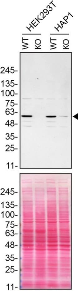 Spastin Polyclonal Antibody, Invitrogen 100 &mu;L; Unconjugated:Antibodies,