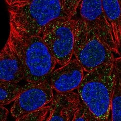 Invitrogen MLSTD2 Polyclonal Antibody 100 &mu;L; Unconjugated:Antibodies,