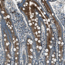 Invitrogen MLSTD2 Polyclonal Antibody 100 &mu;L; Unconjugated:Antibodies,