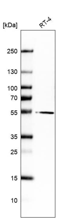 Invitrogen MLSTD2 Polyclonal Antibody 100 &mu;L; Unconjugated:Antibodies,