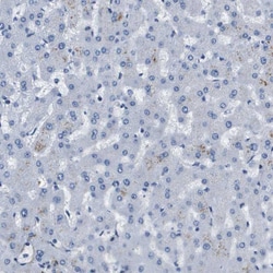 Invitrogen LPP Polyclonal Antibody 100 &mu;L; Unconjugated:Antibodies,