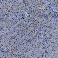 Invitrogen LPP Polyclonal Antibody 100 &mu;L; Unconjugated:Antibodies,