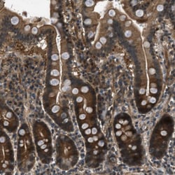 Invitrogen EPSTI1 Polyclonal Antibody 100 &mu;L; Unconjugated:Antibodies,
