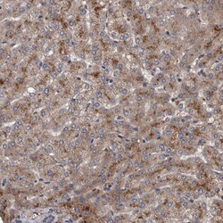 Invitrogen ITIH3 Polyclonal Antibody 100 &mu;L; Unconjugated:Antibodies,