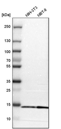 Invitrogen FIS1 Polyclonal Antibody 100 &mu;L; Unconjugated:Antibodies,