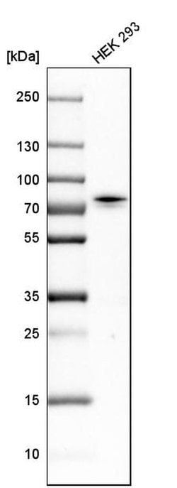 Invitrogen CTPS2 Polyclonal Antibody 100 &mu;L; Unconjugated:Antibodies,
