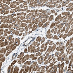 Invitrogen CHST15 Polyclonal Antibody 100 &mu;L; Unconjugated:Antibodies,