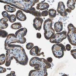 Invitrogen FAM73A Polyclonal Antibody 100 &mu;L; Unconjugated:Antibodies,