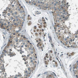 Invitrogen FAM73A Polyclonal Antibody 100 &mu;L; Unconjugated:Antibodies,