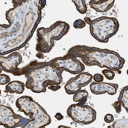 Invitrogen MRS2 Polyclonal Antibody 100 &mu;L; Unconjugated:Antibodies,