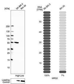Invitrogen MRS2 Polyclonal Antibody 100 &mu;L; Unconjugated:Antibodies,