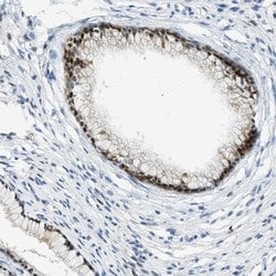 Invitrogen CYP4X1 Polyclonal Antibody 100 &mu;L; Unconjugated:Antibodies,