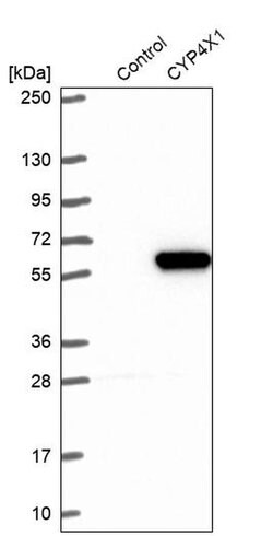 Invitrogen CYP4X1 Polyclonal Antibody 100 &mu;L; Unconjugated:Antibodies,