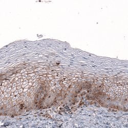 Glypican 6 Polyclonal Antibody, Invitrogen 100 &mu;L; Unconjugated:Antibodies,