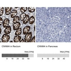 Invitrogen CNNM4 Polyclonal Antibody 100 &mu;L; Unconjugated:Antibodies,