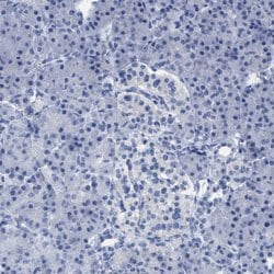 Invitrogen CNNM4 Polyclonal Antibody 100 &mu;L; Unconjugated:Antibodies,