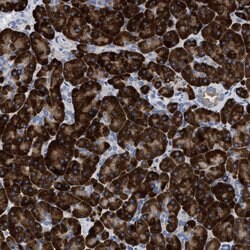 Invitrogen PRSS16 Polyclonal Antibody 100 &mu;L; Unconjugated:Antibodies,