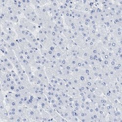 Invitrogen PRSS16 Polyclonal Antibody 100 &mu;L; Unconjugated:Antibodies,