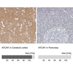 Invitrogen ATCAY Polyclonal Antibody 100 &mu;L; Unconjugated:Antibodies,